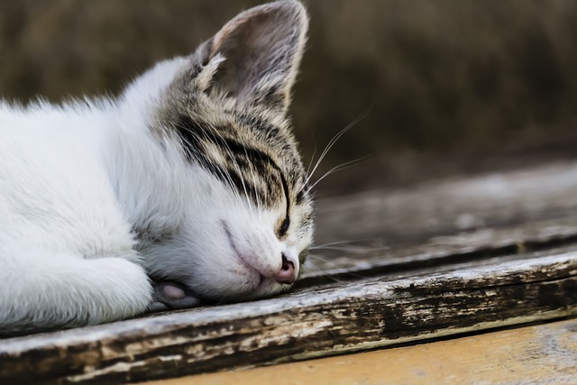 猫咪 动物医院 猫 - 上的免费照片