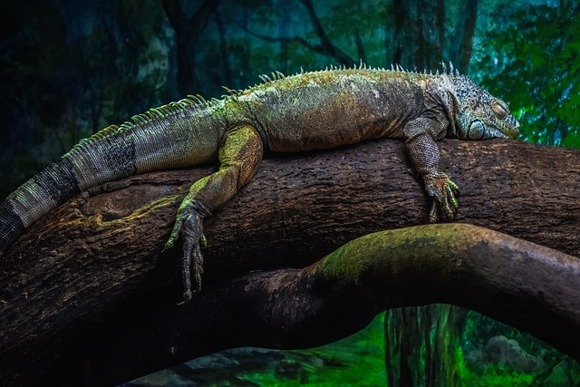 绿色伊瓜 鬣蜥鬣蜥 爬虫 - 上的免费照片