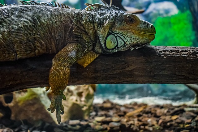 绿色伊瓜 鬣蜥鬣蜥 爬虫 - 上的免费照片