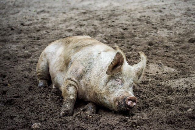 猪 母猪 动物 - 上的免费照片