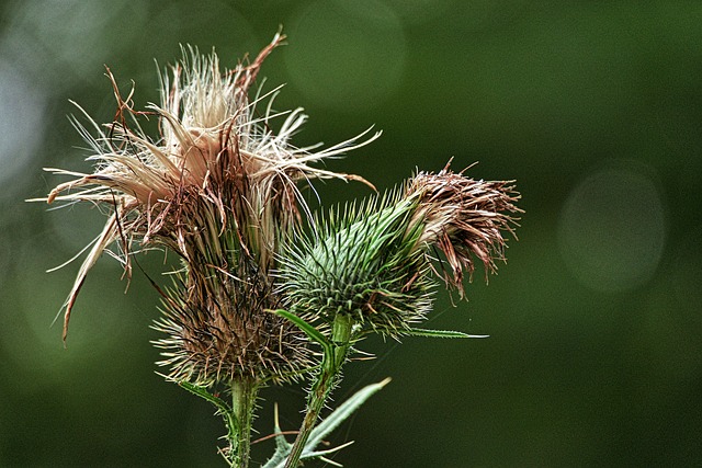 蓟 刮蓟 花序 - 上的免费照片