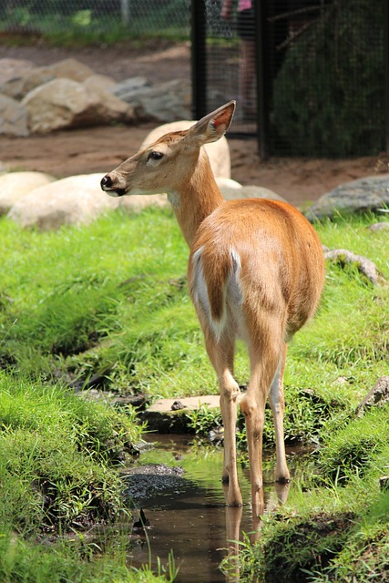 鹿 母鹿 白尾鹿 - 上的免费照片
