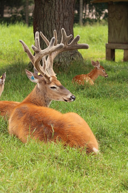 鹿 白尾鹿 野生动物 - 上的免费照片