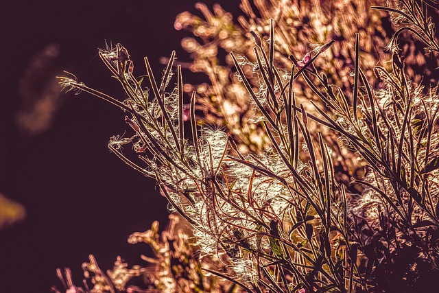 Epilobium 狭叶兰 花 粉色的 - 上的免费照片