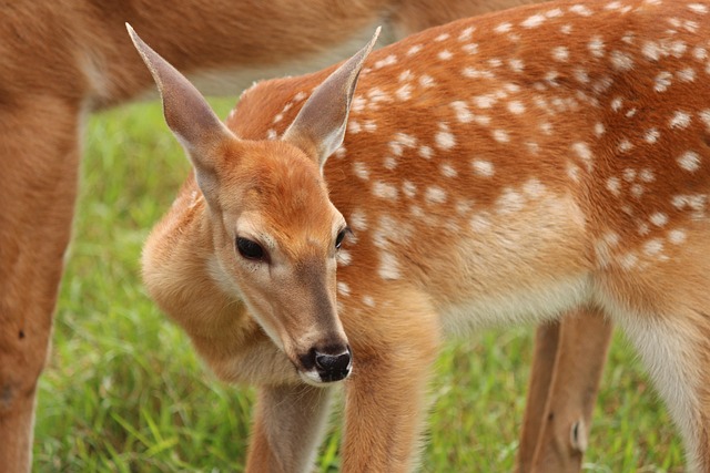 讨好 动物 白尾鹿 - 上的免费照片