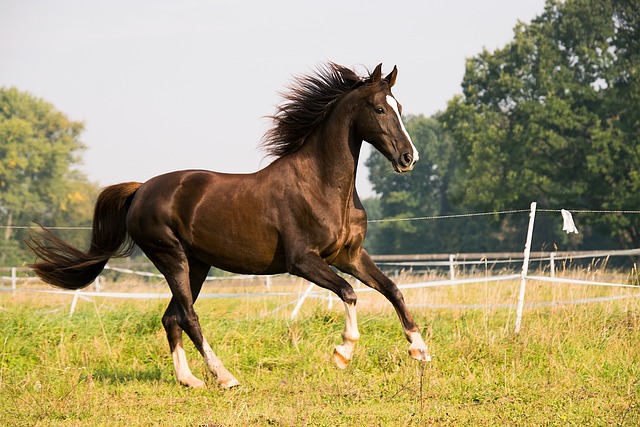 马 驰骋 美国Saddlebred - 上的免费照片