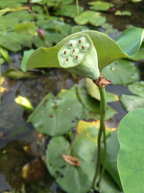 Waterlily 蓮花 植物 - 上的免费照片