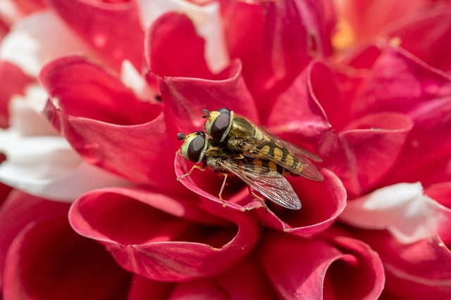 小悬停飞 Syrphus Vitripennis 配对 - 上的免费照片