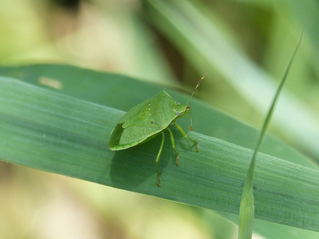 床臭虫 南部绿色 Nezara Viridula - 上的免费照片