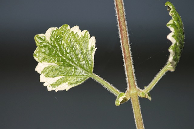 香植物 Plectranthus Coleoides 阳台植物 - 上的免费照片