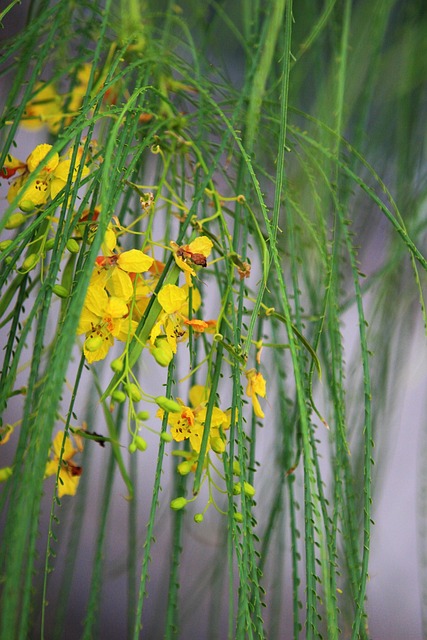 墨西哥Palo Verde 耶路撒冷刺 软糖树上 - 上的免费照片