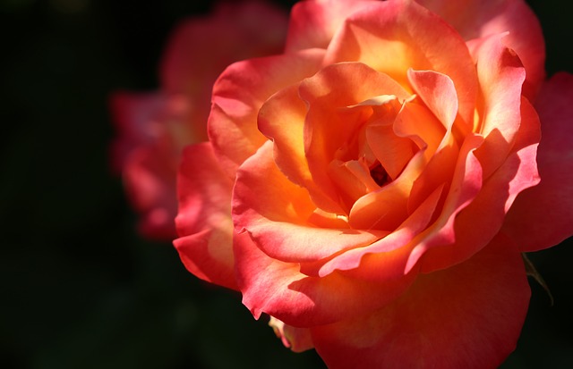 红黄玫瑰 Alinka 晚上 - 上的免费照片
