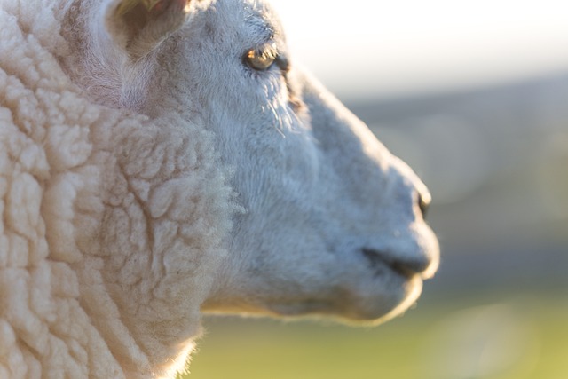 羊 动物 自然 - 上的免费照片