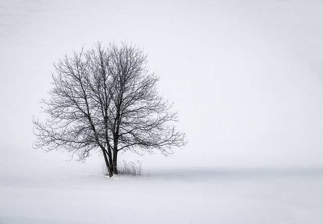 木材 冬季 雪 - 上的免费照片