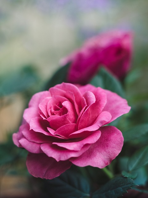 玫瑰 花 粉红玫瑰 - 上的免费照片