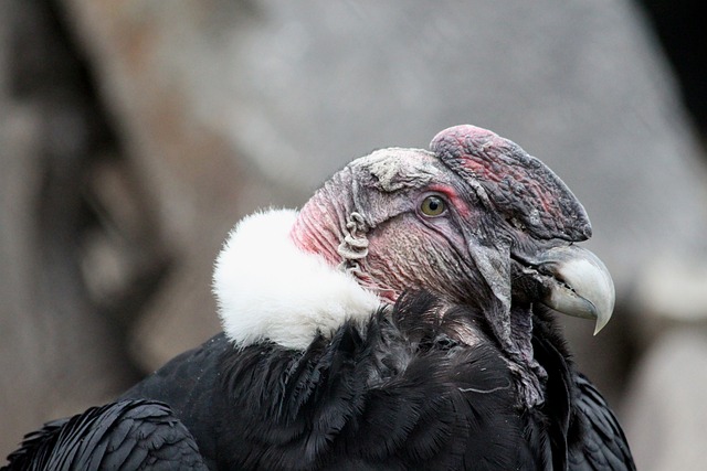 秃鹫 秃鹰 食肉鸟 - 上的免费照片