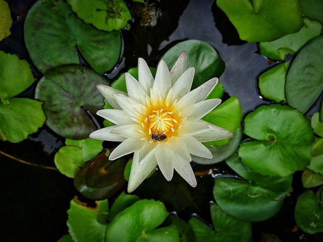 莲花 花 木材、水 - 上的免费照片