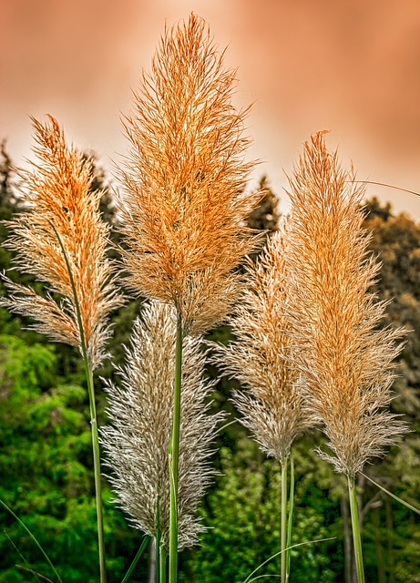 自然 植物 潘帕斯草 - 上的免费照片