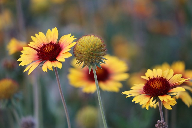 毯子花 Gaillardia Aristata 装饰性的 - 上的免费照片