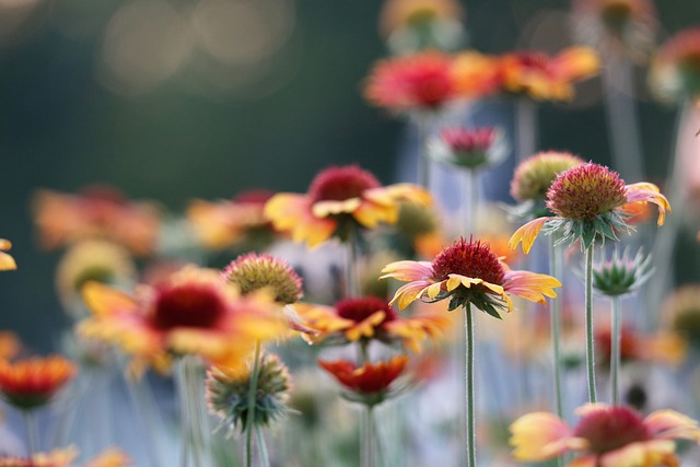 毯子花 Gaillardia Aristata 装饰性的 - 上的免费照片