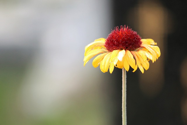 毯子花 Gaillardia Aristata 装饰性的 - 上的免费照片