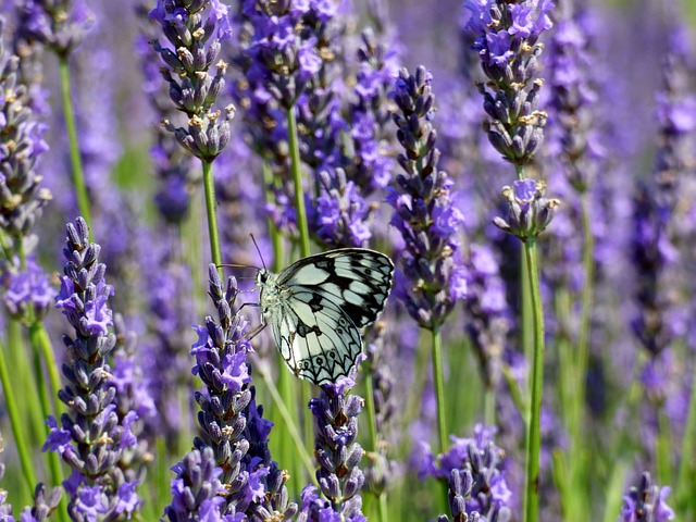 蝴蝶 白色的 熏衣草 - 上的免费照片