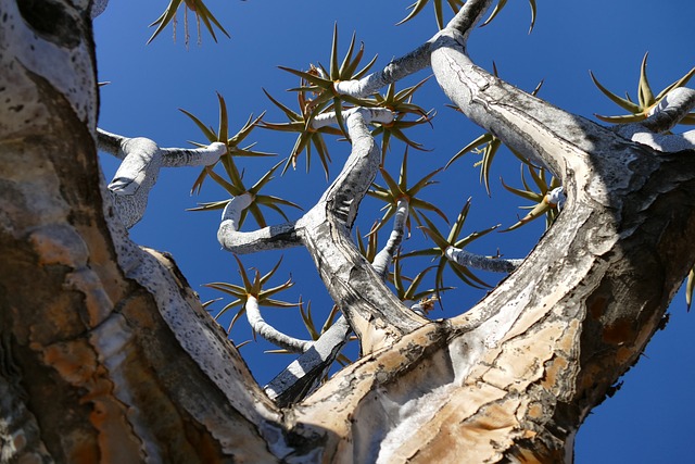 纳米比亚 箭袋树 非洲 - 上的免费照片