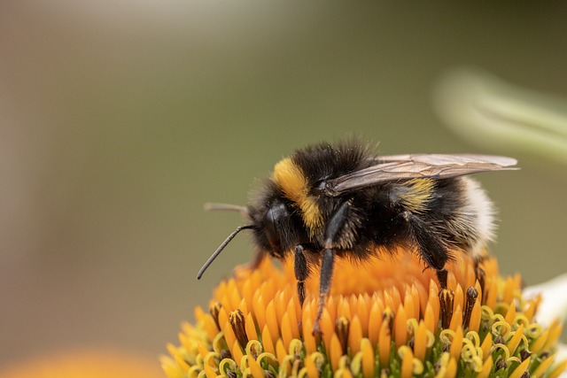 希思-黄蜂 Kryptarum-大黄蜂 膜翅目 - 上的免费照片