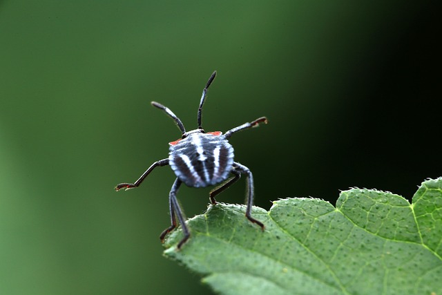 Insect Stinkbug 昆虫 - 上的免费照片