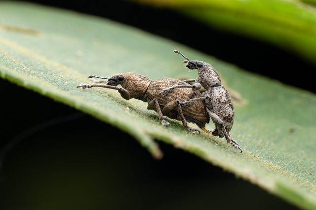 Insect 昆虫 - 上的免费照片