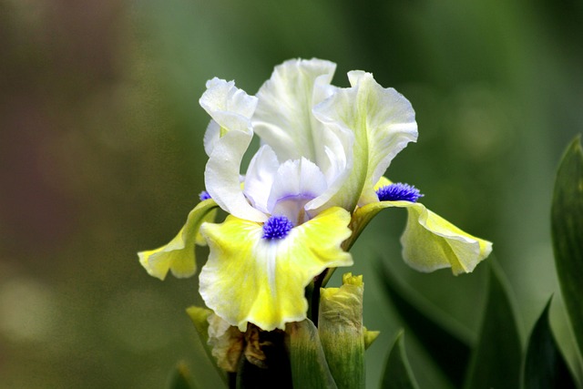 虹膜 花卉 园林花卉 - 上的免费照片