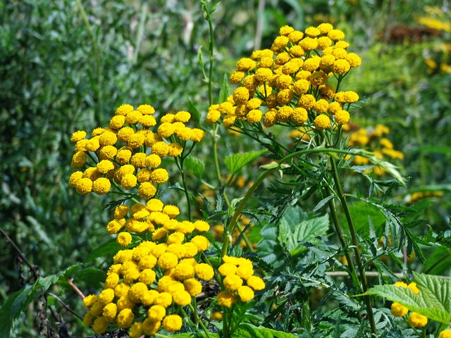 艾菊 草药 植物 - 上的免费照片