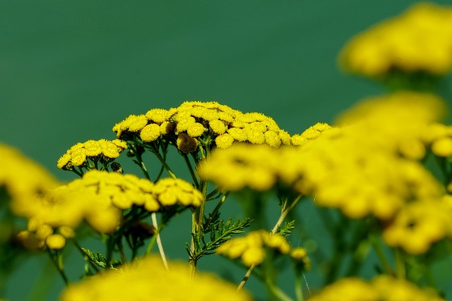 艾菊 野花 黄色的花 - 上的免费照片
