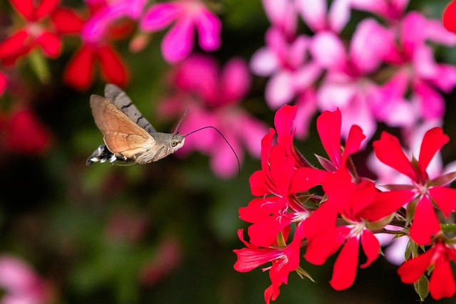 蝴蝶 蜂鸟蛾 昆虫 - 上的免费照片