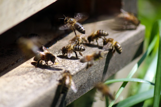 蜜蜂 空气孔 自然 - 上的免费照片