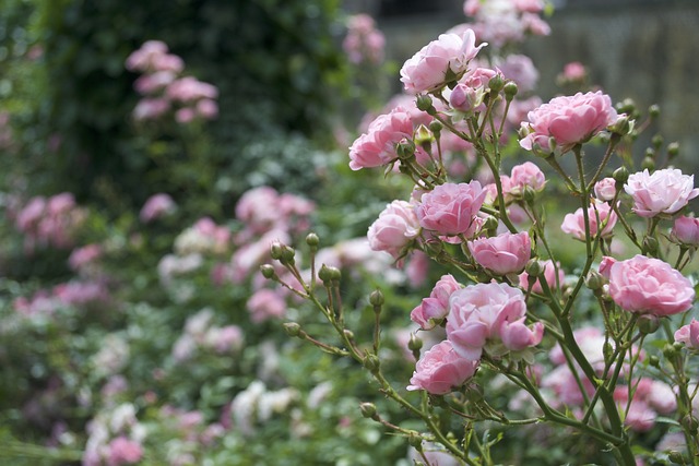 粉红色 玫瑰 鲜花 - 上的免费照片