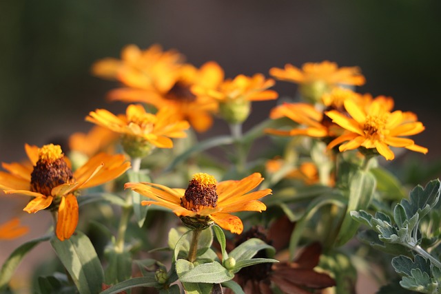 毛毯鲜花 Gaillardia Aristata 植物 - 上的免费照片