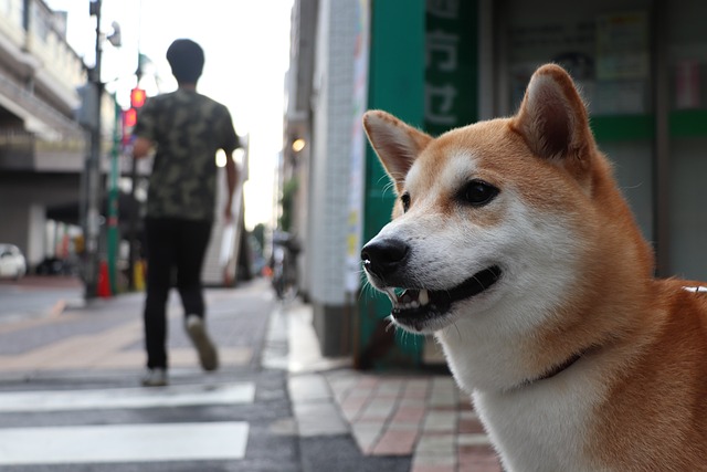 柴犬 狗 宠物 - 上的免费照片