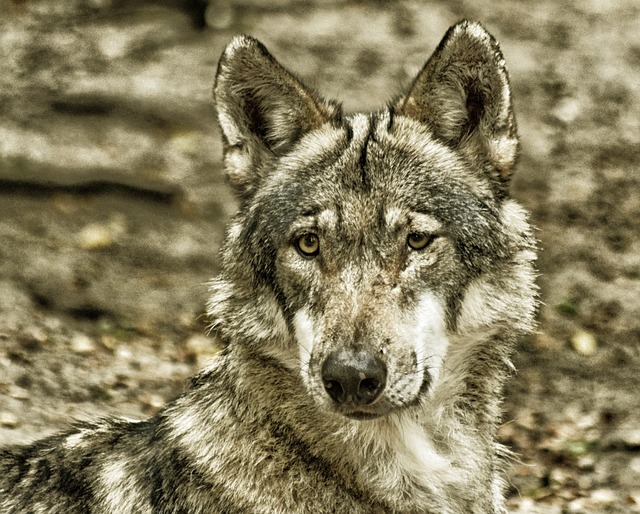 狼 关闭 自然 - 上的免费照片