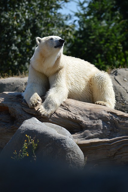 幸福村 北极熊 动物园 - 上的免费照片