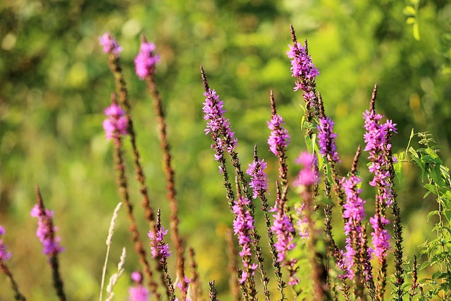 红狐狸婆婆纳 维罗妮卡 Spicata 草地 - 上的免费照片