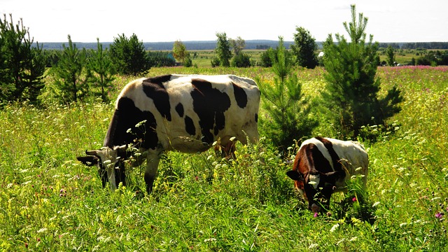 母牛 奶牛 小牛 - 上的免费照片
