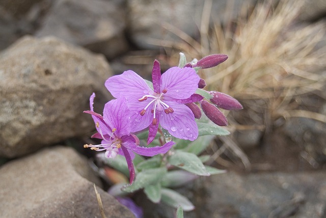 Epilobium 开花 粉红色 - 上的免费照片