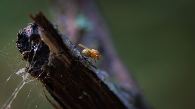 飞 昆虫 自然 - 上的免费照片