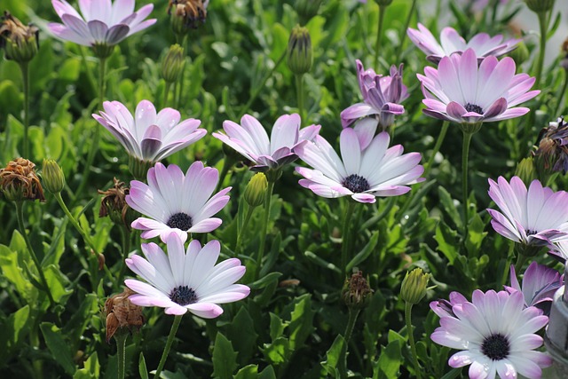 Osteospermum 紫色的花朵 非洲雏菊 - 上的免费照片