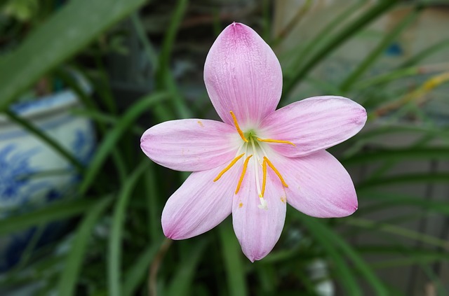 藏红花 粉红色 花 - 上的免费照片