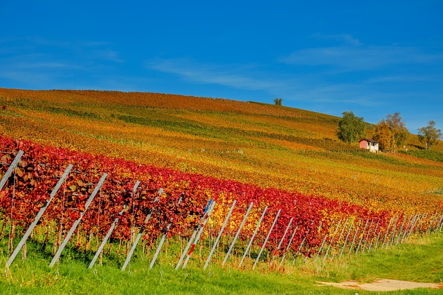 葡萄园 葡萄藤 葡萄酒种植 - 上的免费照片