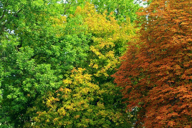 树木 树叶 落叶树 - 上的免费照片