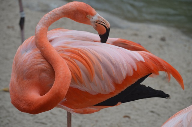 火烈鸟 圣地亚哥动物园 粉色的 - 上的免费照片