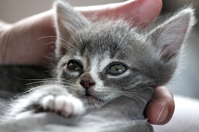 迦太基 杂交种 猫 - 上的免费照片